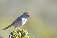 Cisticola subruficapilla